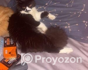 fitted-37_2025-12-11_10-31-33