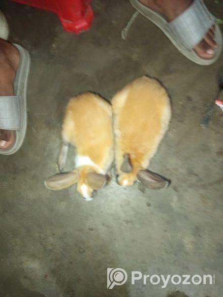 Rabbit sell