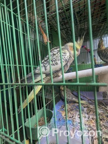 Chinamon Pearl Tame Cocatail