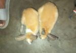 Rabbit sell