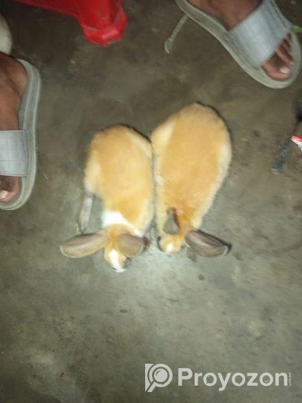 Rabbit sell