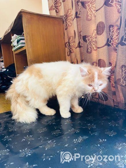 Traditional Persian.