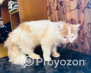 fitted-39_2025-12-06_09-50-18