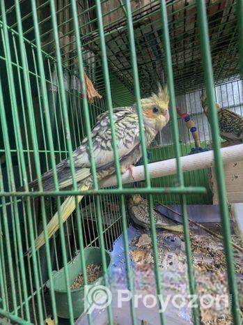 Chinamon Pearl Tame Cocatail