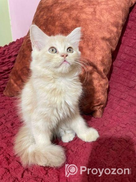 Persian Kitten Female