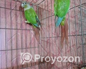 fitted-39_2025-12-24_10-25-29