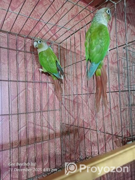 ককাটেল রানিং