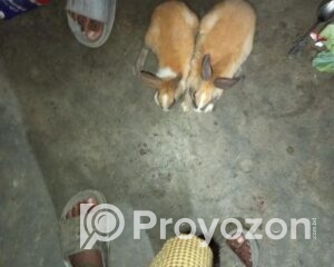 fitted-39_2025-12-25_11-05-02