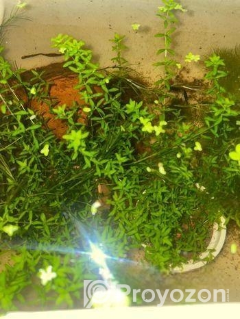 Micra Plants For Sell