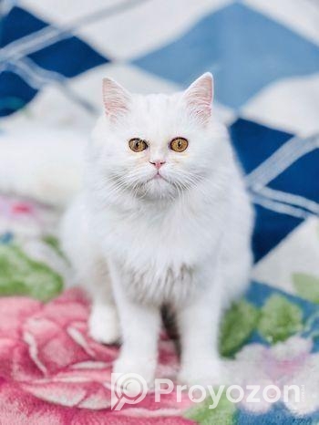 Pure Treditional Persian (Female)