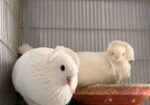 High Quality Bombay Pigeon