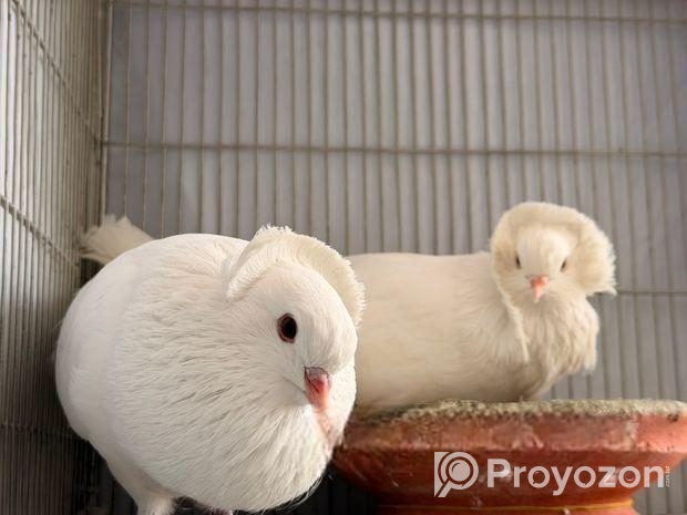 High Quality Bombay Pigeon