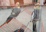 8+ Months Healthy Cockatiel Pair (Hand-Tamed) – For Sale