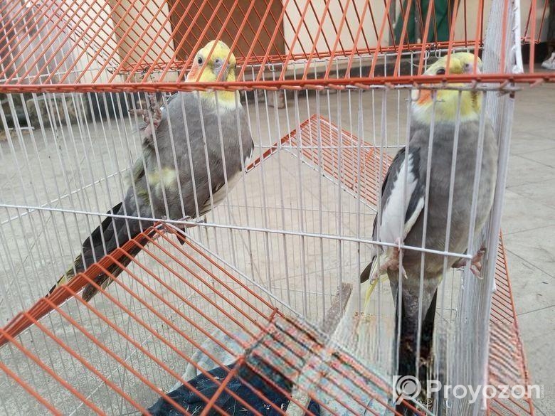 8+ Months Healthy Cockatiel Pair (Hand-Tamed) – For Sale