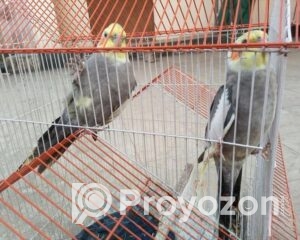 fitted-3_2025-12-10_09-25-42