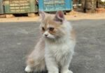 Persian Cat