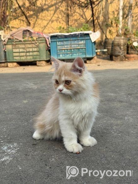 Persian Cat