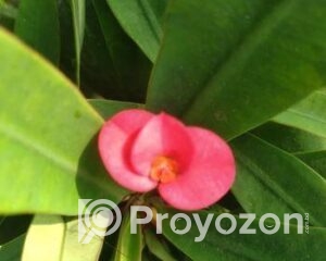 fitted-3_2025-12-11_09-42-56