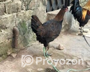 fitted-3_2025-12-15_10-08-53