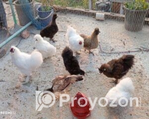 fitted-3_2025-12-17_09-32-45