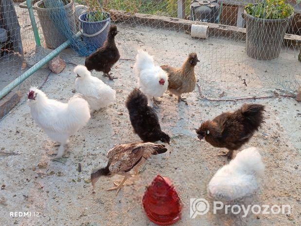 আঁচিল ফাইটার,