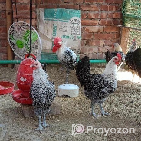 রানিং ফাউমি মুরগি