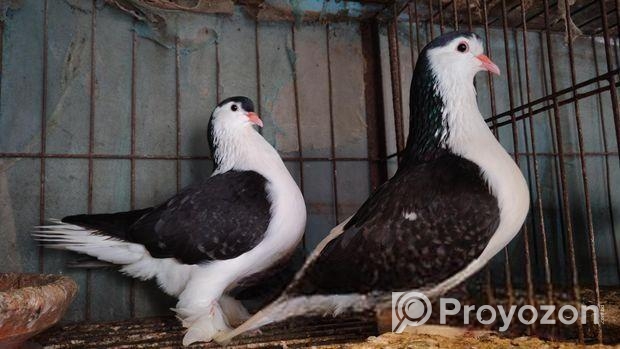 লাহোর কবুতর