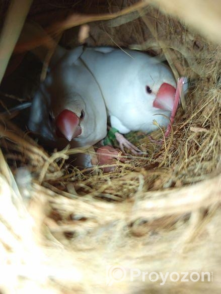 সাদা জাবা পাখি