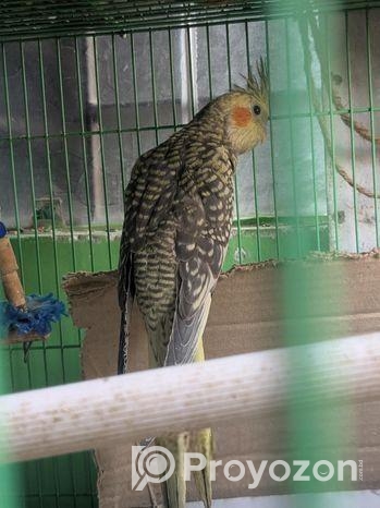 Chinamon Pearl Tame Cocatail