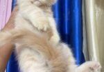Persian Kitten Female
