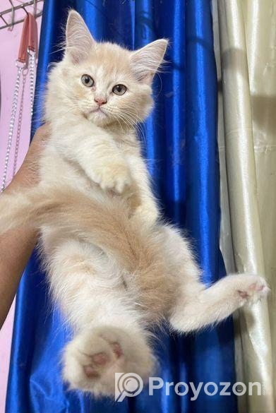 Persian Kitten Female
