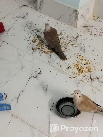 খুব ভালো মানের এক জুরা অস্ট্রেলিয়ান ঘুঘু। ৫ বা ৭ দিনের মধ্যে ডিম