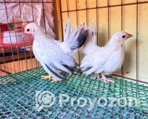 fitted-41_2025-12-06_09-51-35