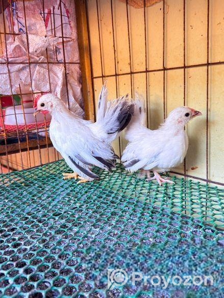 জাপানিজ বেন্থাম বাচ্চা