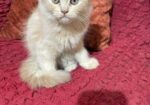 Persian Kitten Female
