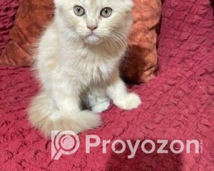 fitted-41_2025-12-13_11-03-36