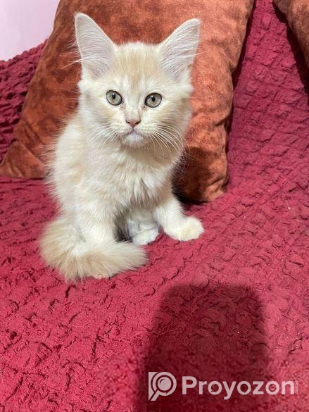 Persian Kitten Female