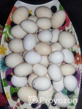 Deshi Murgir Bij Dim