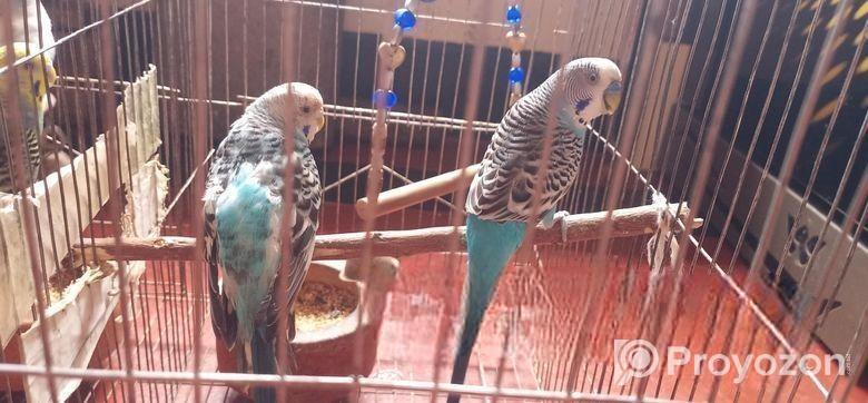 একজোড়া বাজারিগার পাখি বিক্রয়