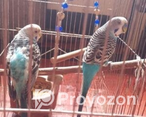 fitted-41_2025-12-18_10-54-04