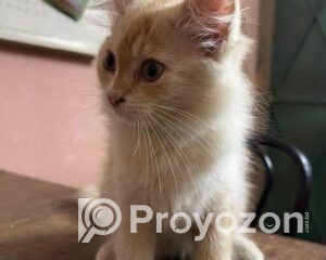 fitted-41_2025-12-24_10-26-56