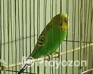 fitted-41_2025-12-25_11-07-02