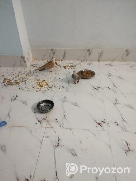 খুব ভালো মানের এক জুরা অস্ট্রেলিয়ান ঘুঘু। ৫ বা ৭ দিনের মধ্যে ডিম