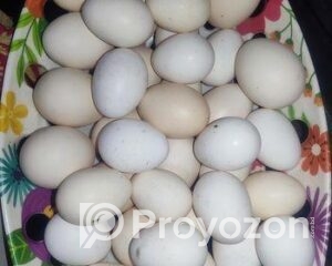 fitted-42_2025-12-14_09-24-52