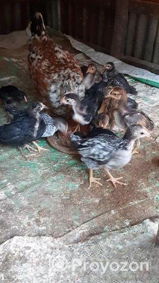 দেশি মুরগির বাচ্চা