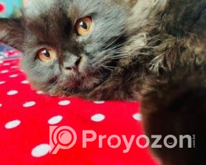 fitted-43_2025-12-08_10-21-45