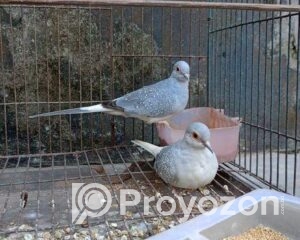 fitted-43_2025-12-20_10-52-10