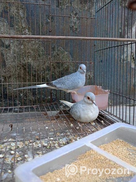 ডায়মন্ড ঘুঘু রানিং পেয়ার