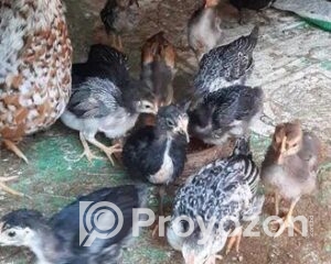 fitted-43_2025-12-25_11-10-52