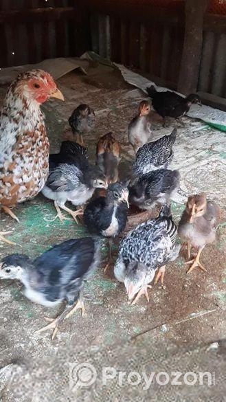 দেশি মুরগির বাচ্চা